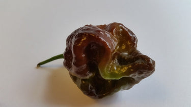 Moruga Scorpion Chocolate - Seeds - The Pepper Pantry (Formerly Marie Sharp's)